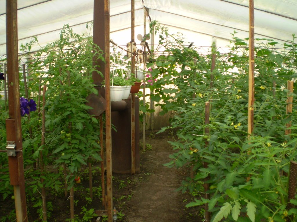 Пленочная теплица на деревянном каркасе