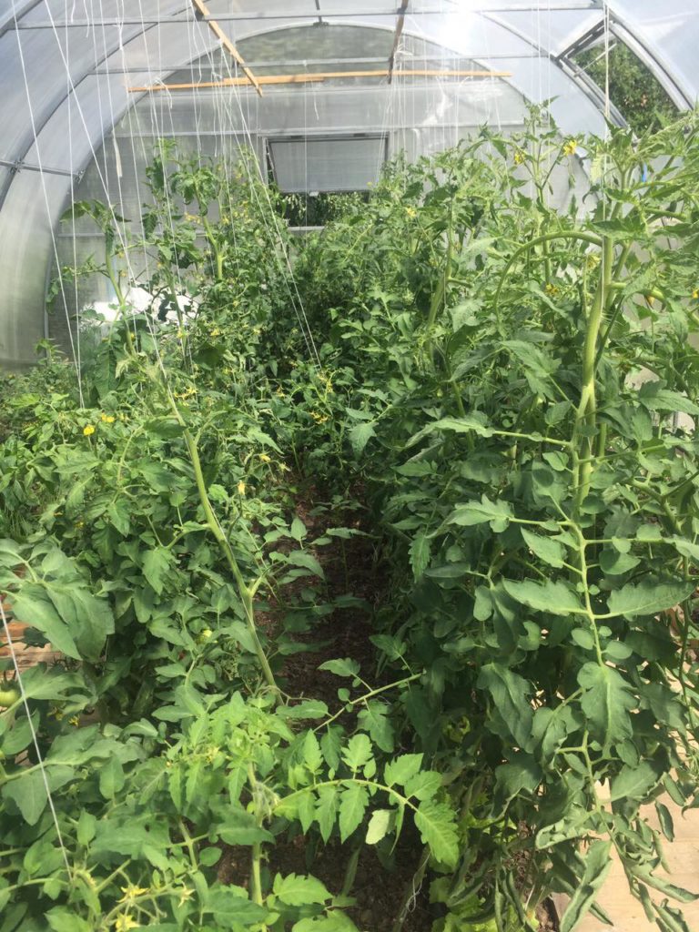 Теплица из поликарбоната на металлическом каркасе